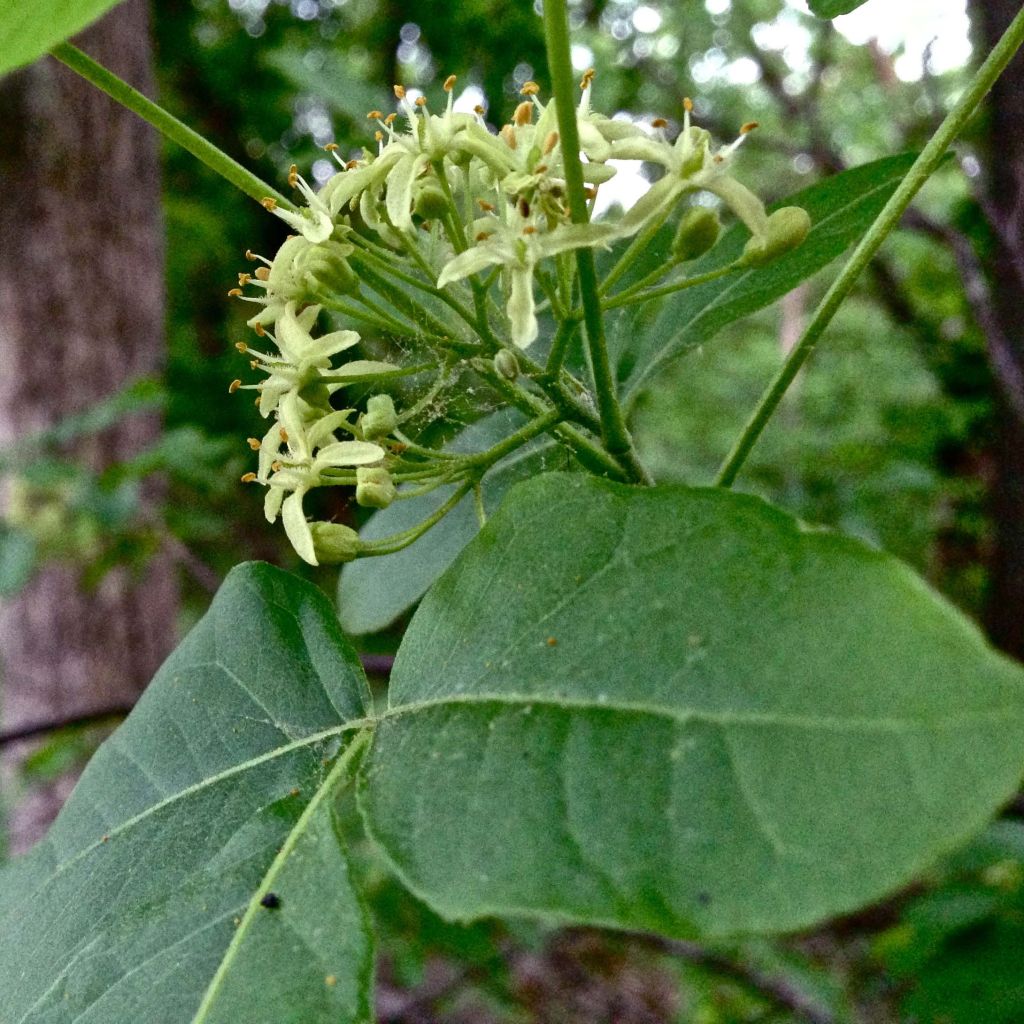 Ptelea trifoliata - Orme de Samarie