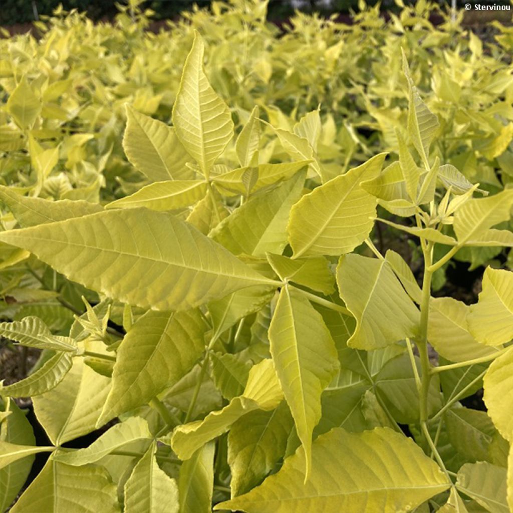 Ptelea trifoliata Aurea - Orme de Samarie doré