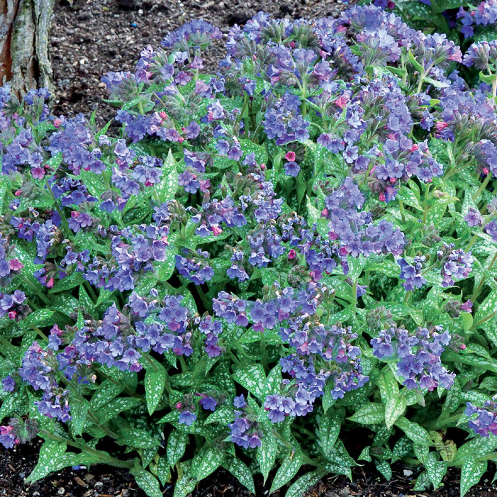 Pulmonaria Trevi Fountain - Lungwort