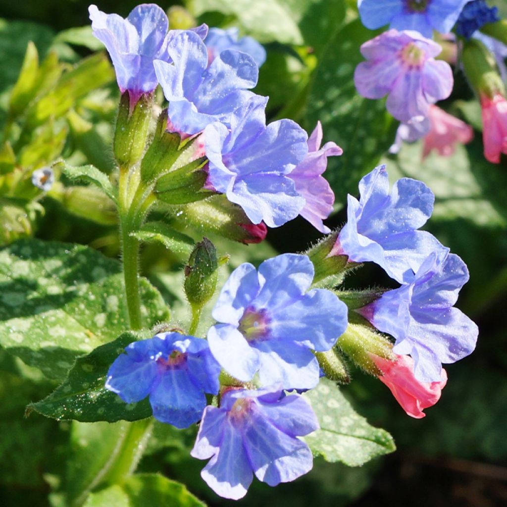 Pulmonaire hybride - Pulmonaria Twinkle Toes