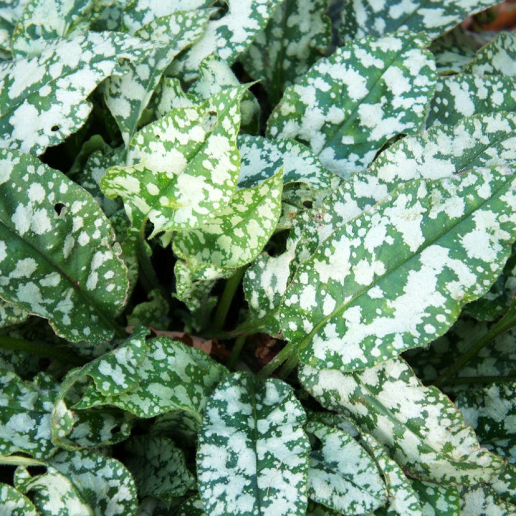 Pulmonaire hybride - Pulmonaria Twinkle Toes