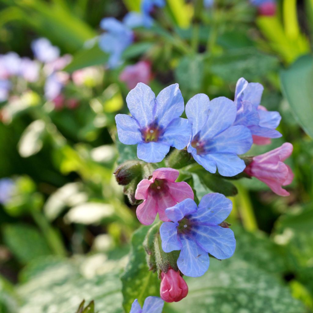 Pulmonaire hybride - Pulmonaria Twinkle Toes