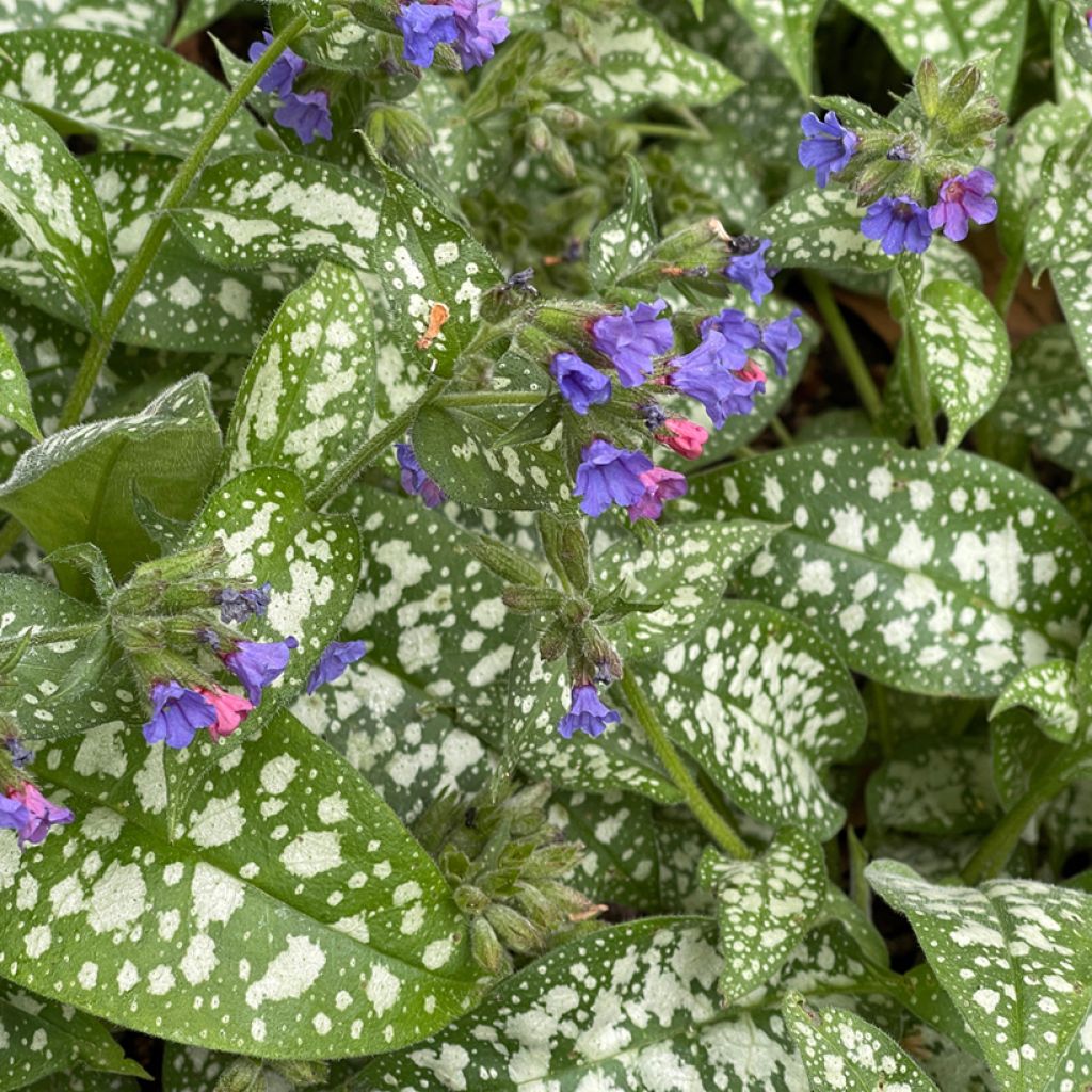 Pulmonaire hybride - Pulmonaria Twinkle Toes