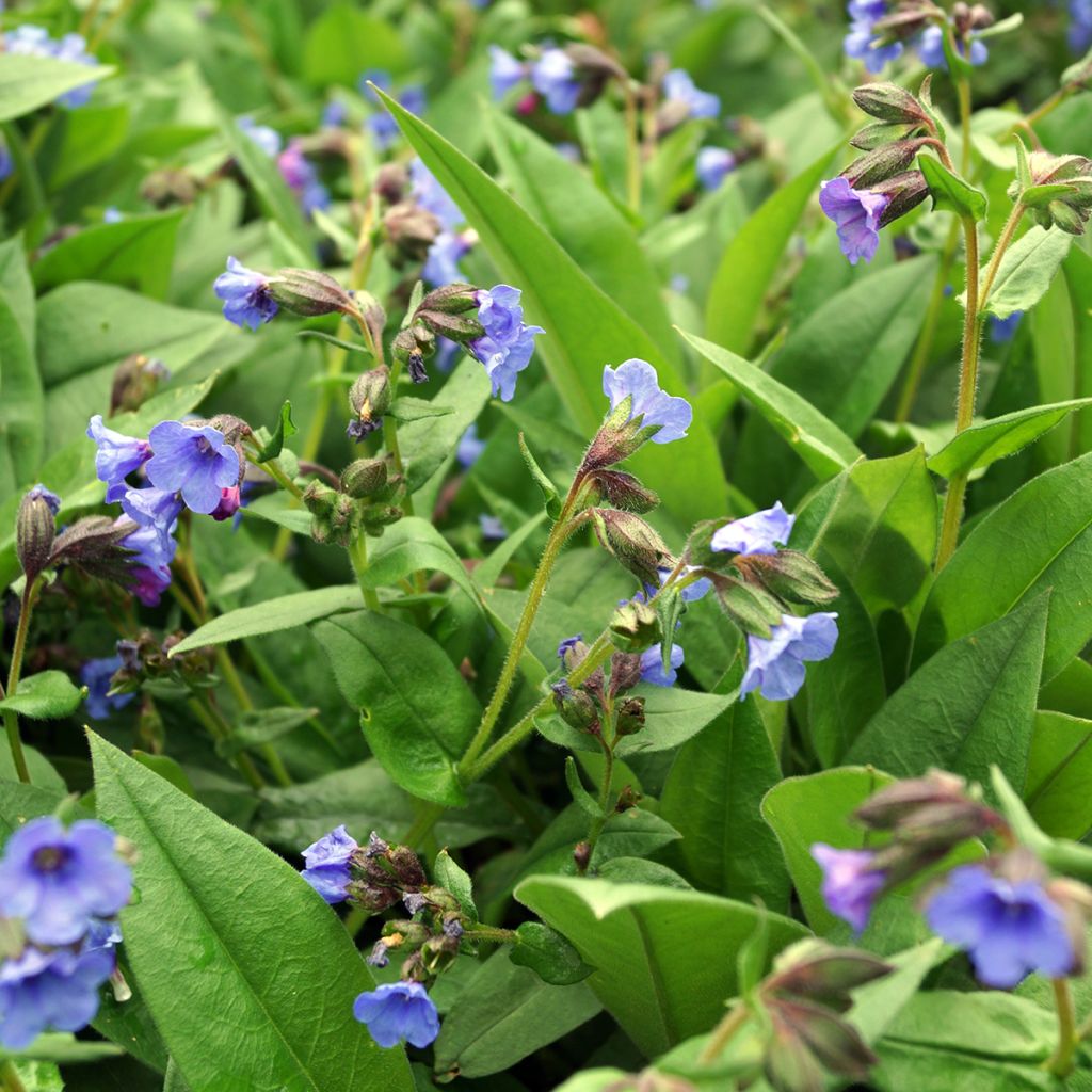 Pulmonaria Blue Ensign - Lungwort