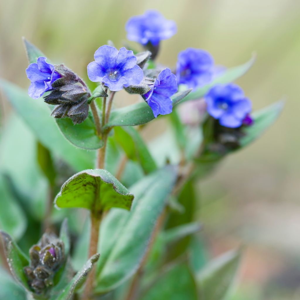 Pulmonaria Blue Ensign - Lungwort