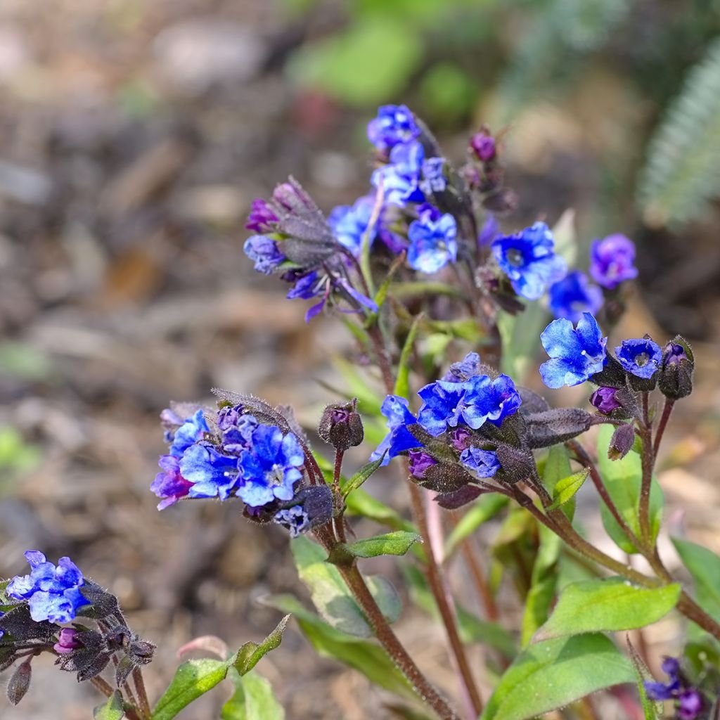 Pulmonaria Blue Ensign - Lungwort