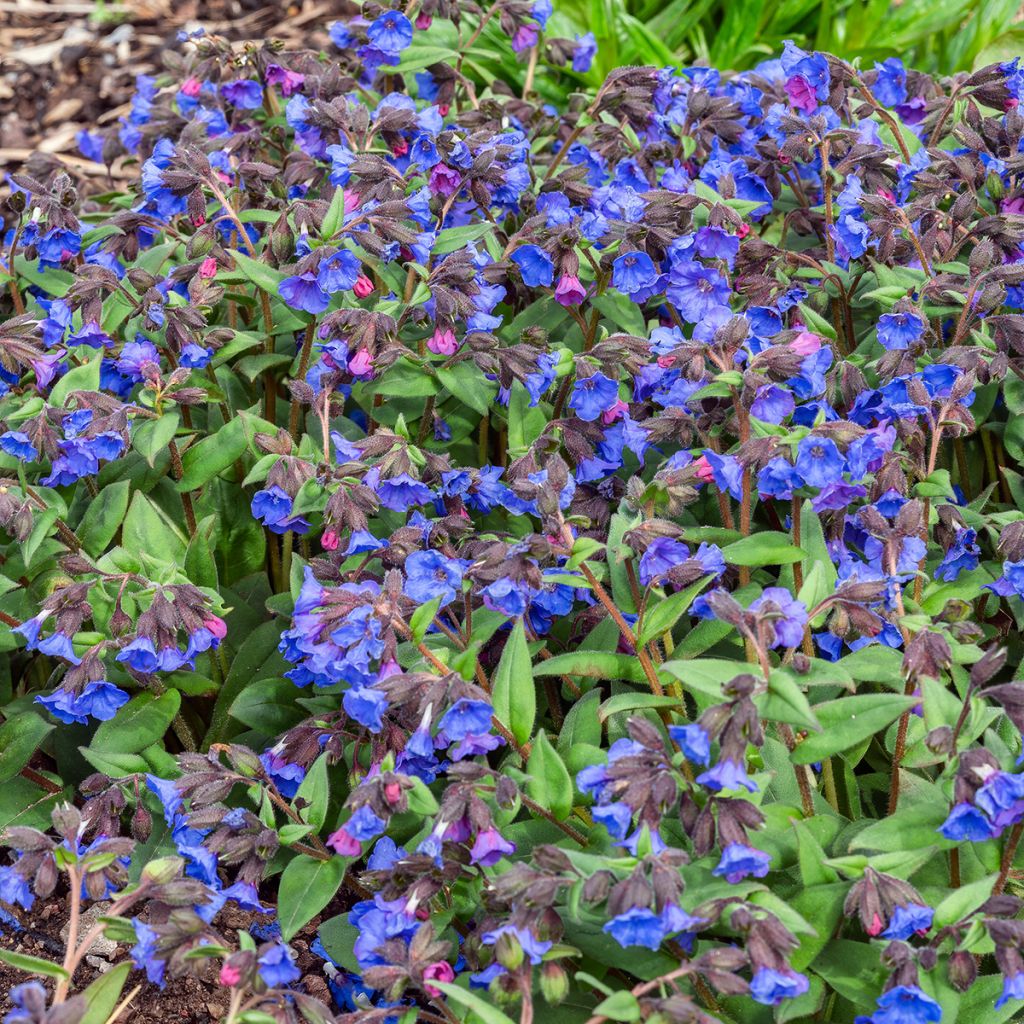 Pulmonaria Blue Ensign - Lungwort