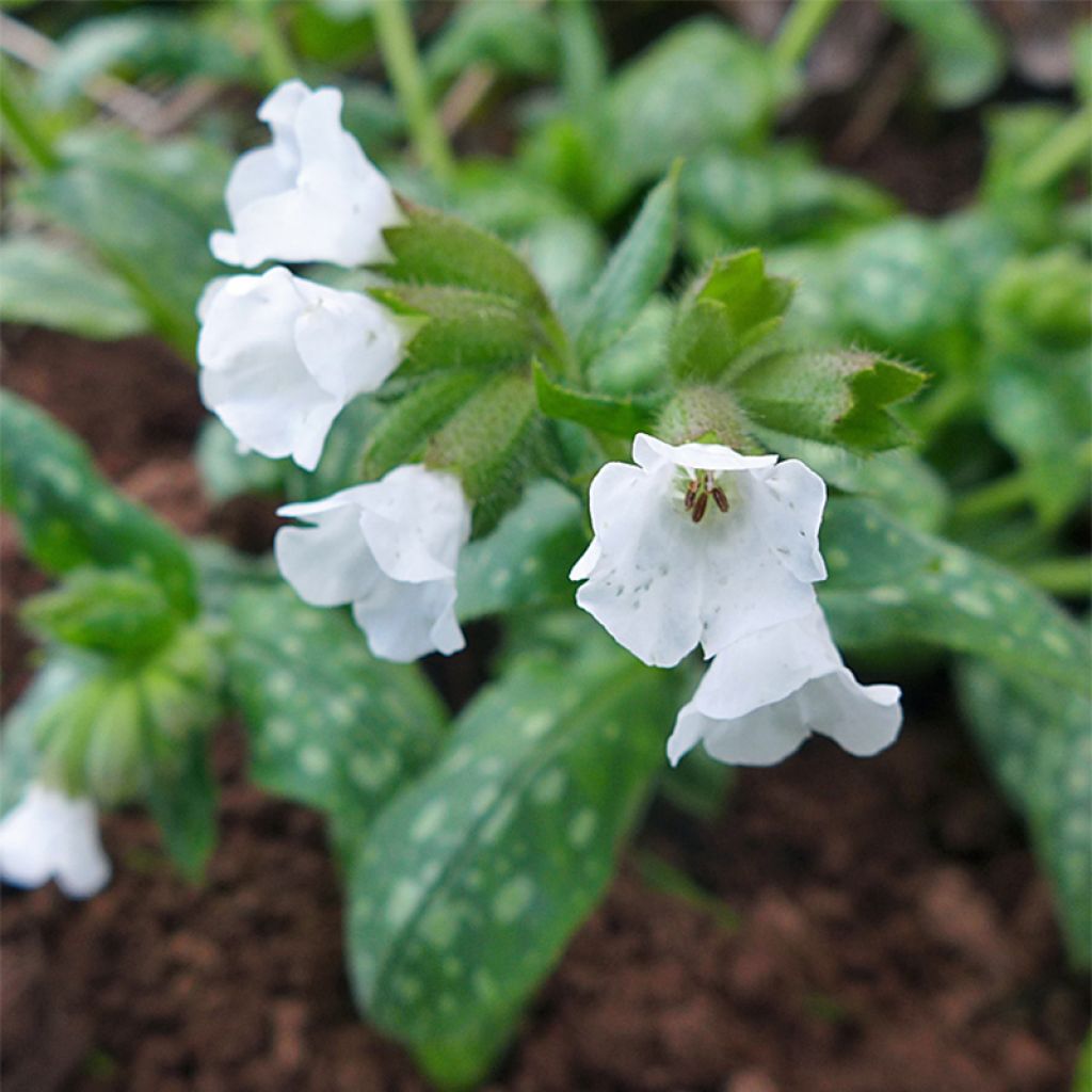 Pulmonaire, Pulmonaria Sissinghurst White