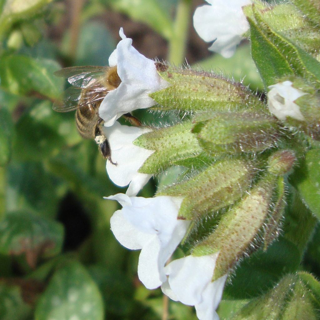 Pulmonaire, Pulmonaria Sissinghurst White