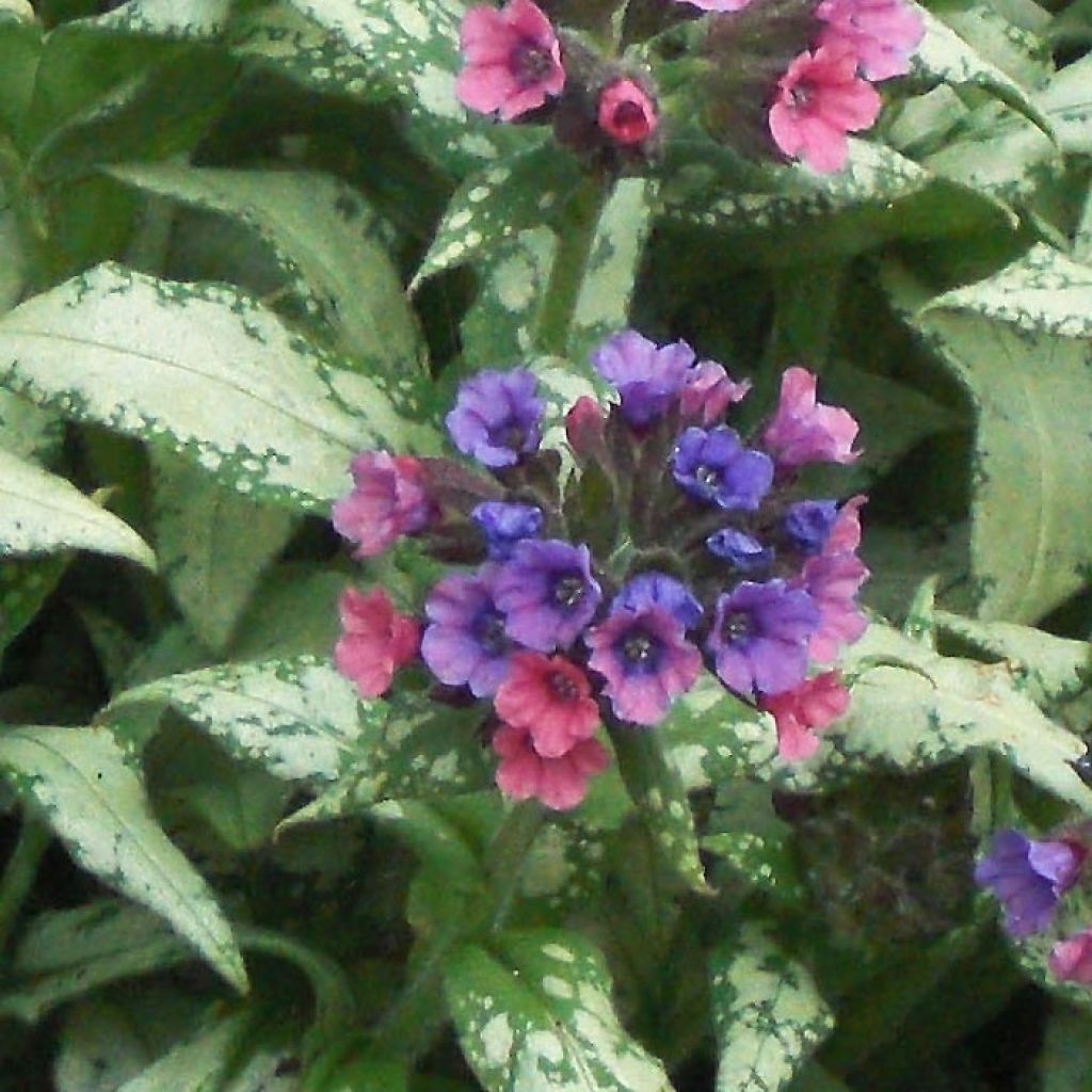 Pulmonaria saccharata Silverado - Pulmonaire Silverado