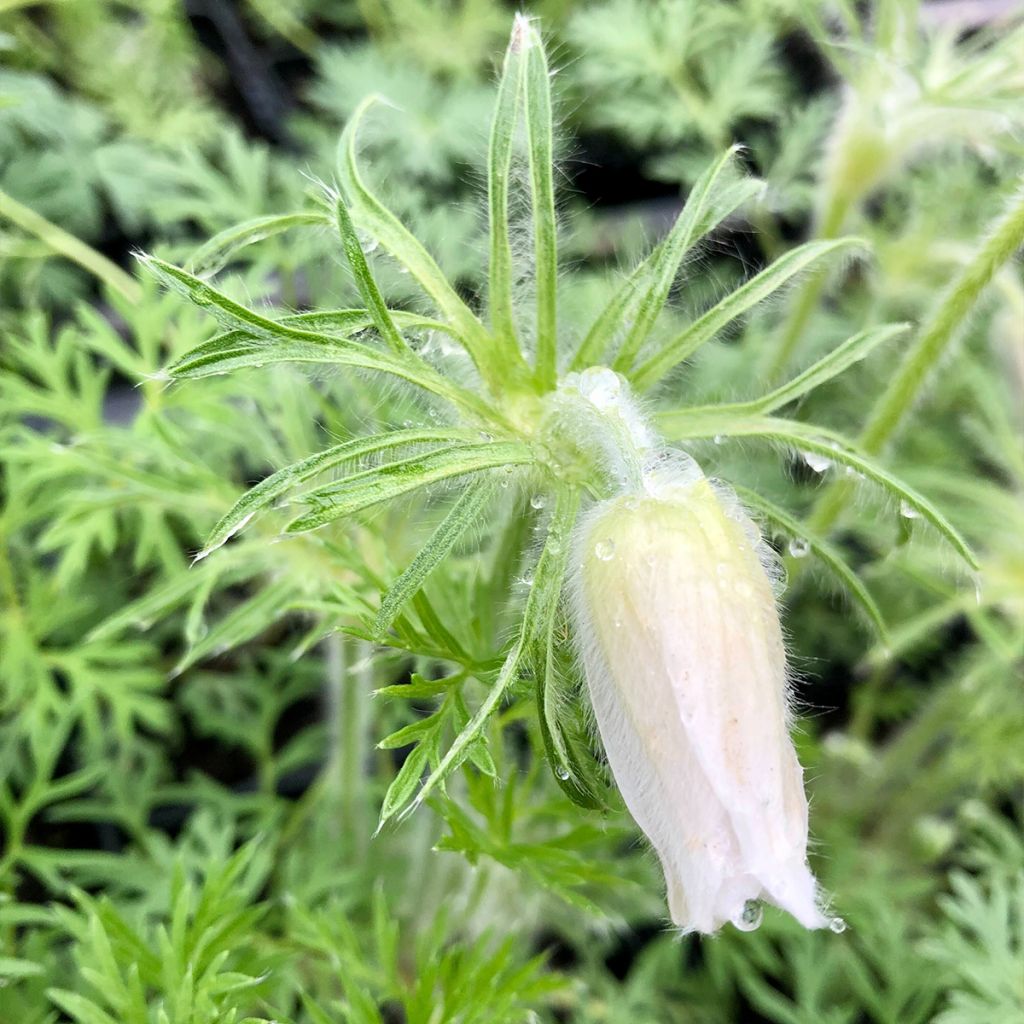 Pulsatilla vulgaris Alba - Anémone pulsatille