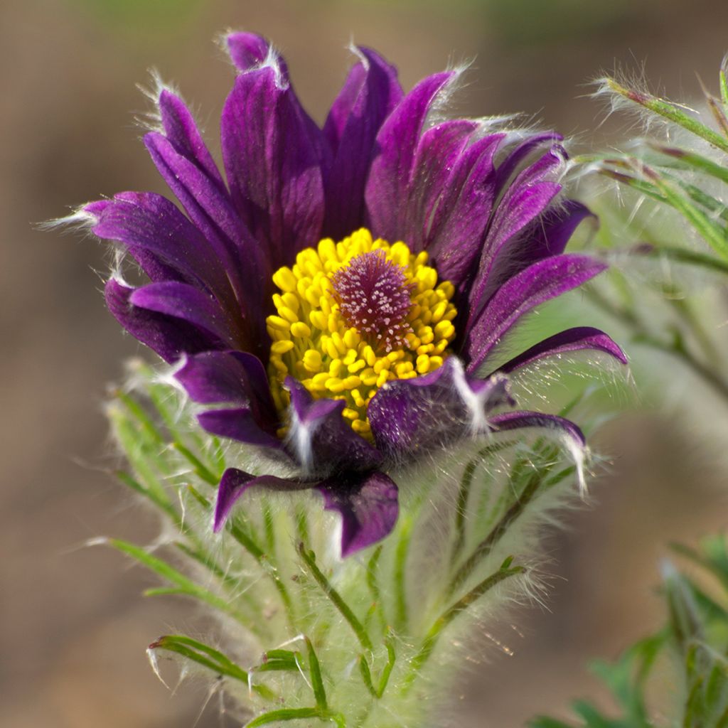 Pulsatilla vulgaris Papageno - Pasqueflower