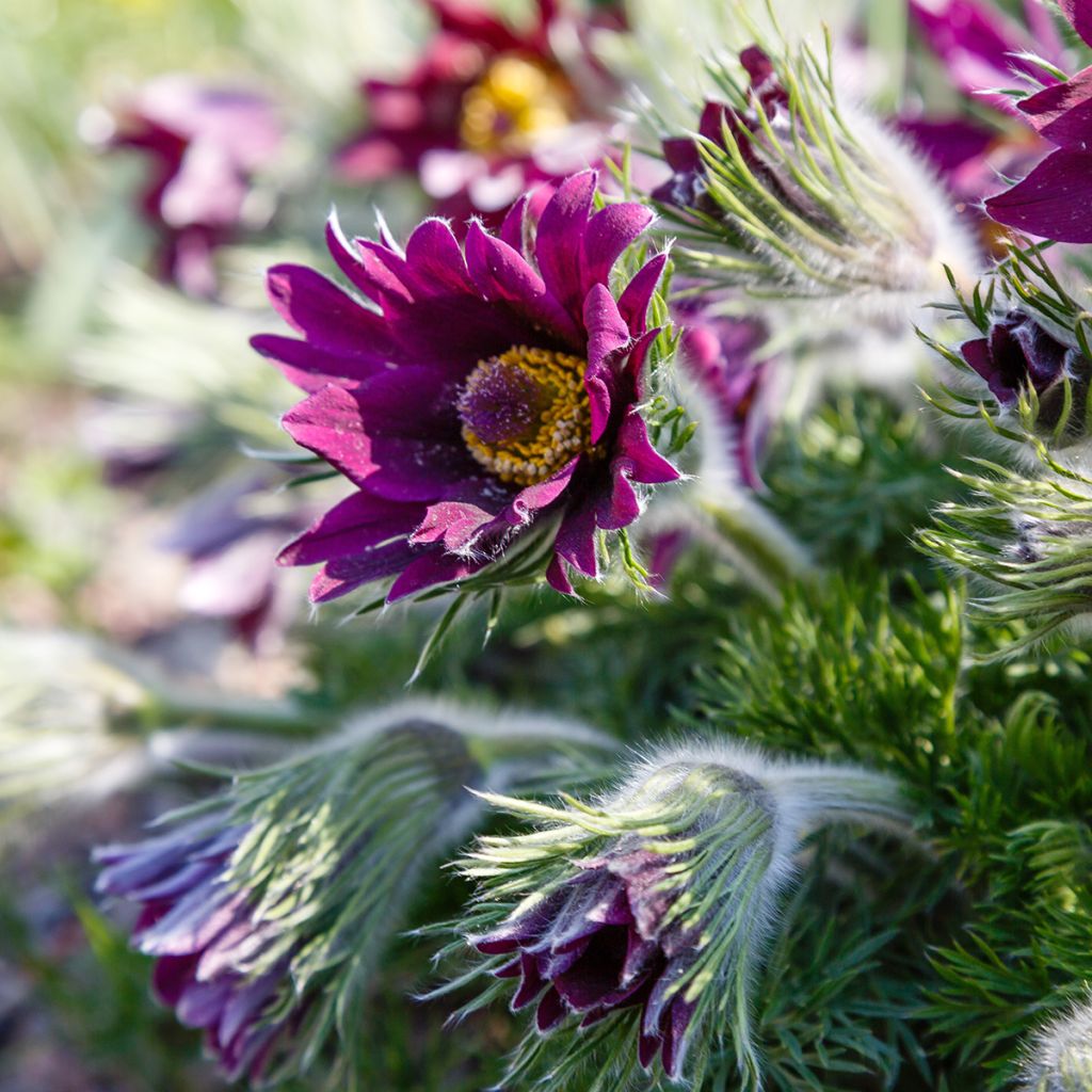 Pulsatilla vulgaris Papageno - Pasqueflower