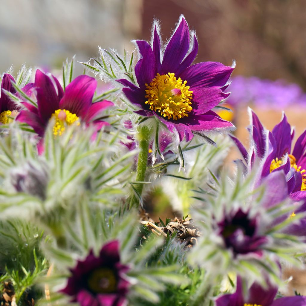 Pulsatilla vulgaris Papageno - Pasqueflower