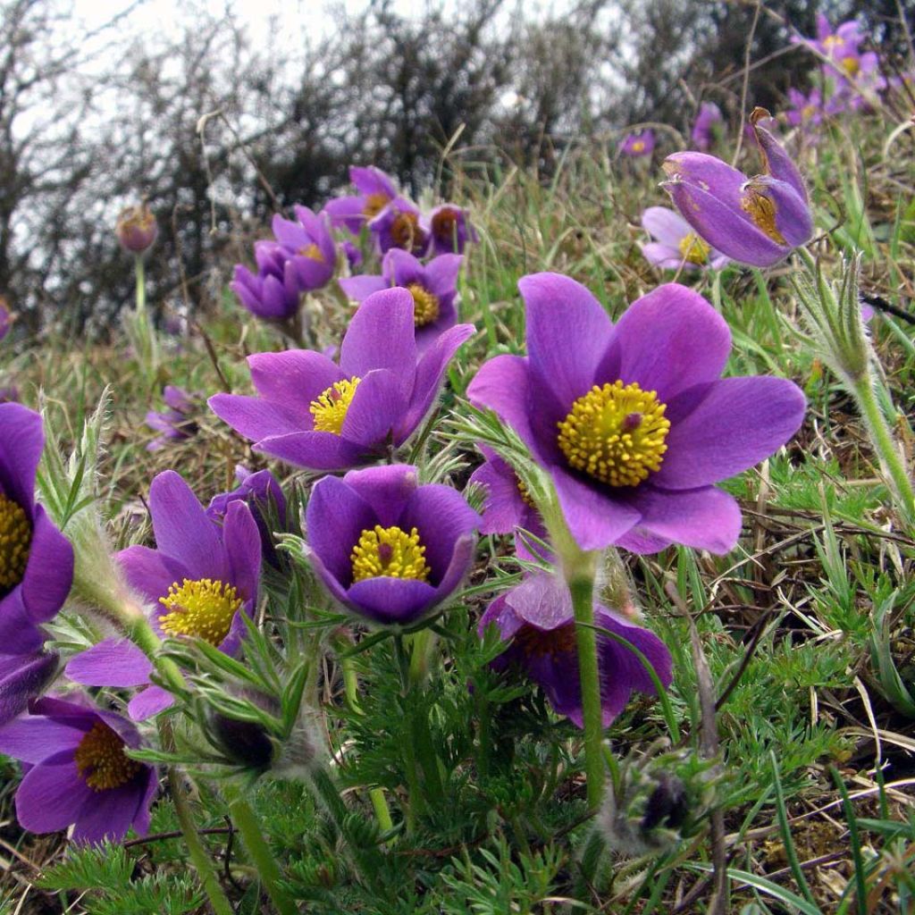 Anémone pulsatille violette - Pulsatilla vulgaris Violet