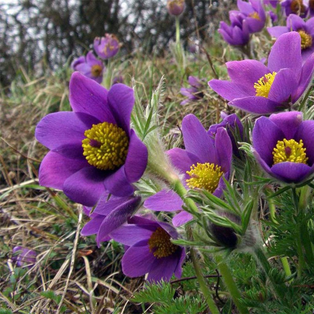 Anémone pulsatille violette - Pulsatilla vulgaris Violet