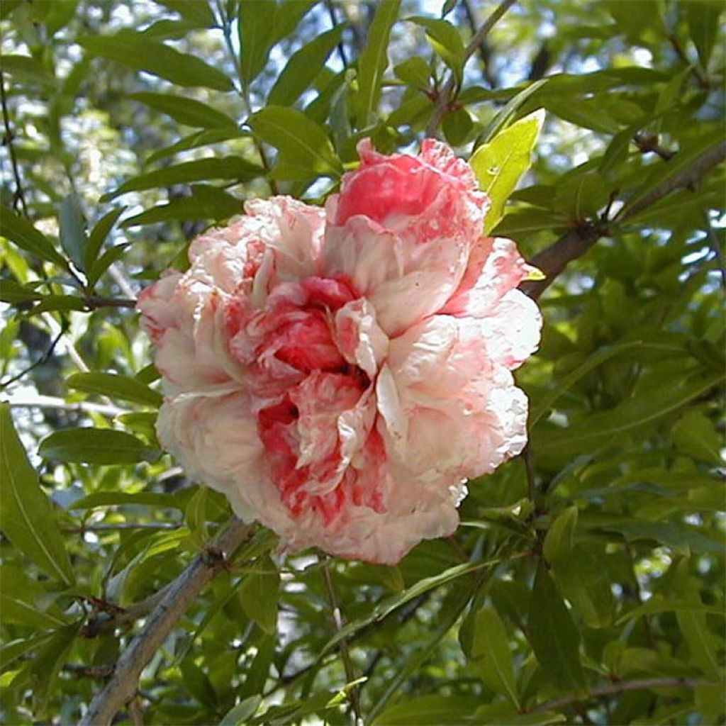 Punica granatum California Sunset - Pomegranate