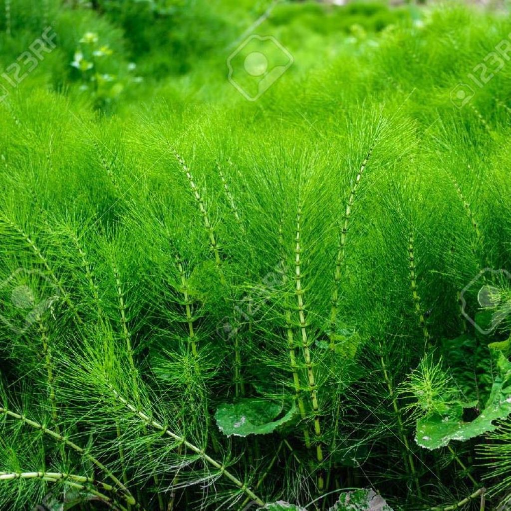 Horsetail infusion