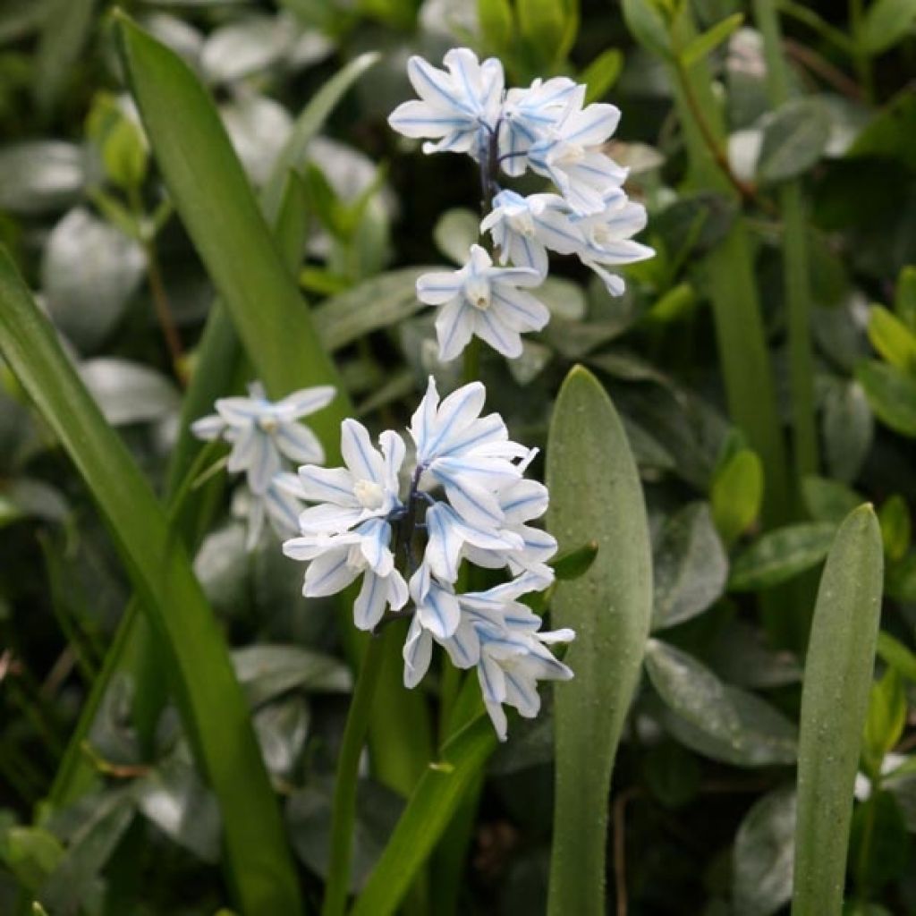 Puschkinia Scilloïde Libanotica