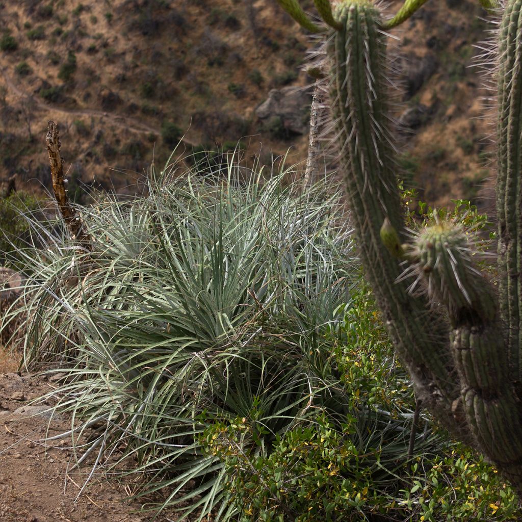 Puya alpestris