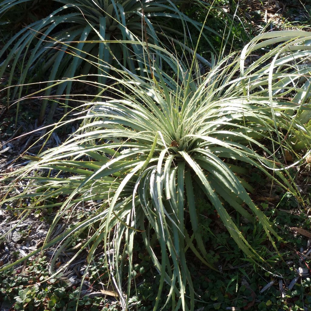 Puya berteroniana