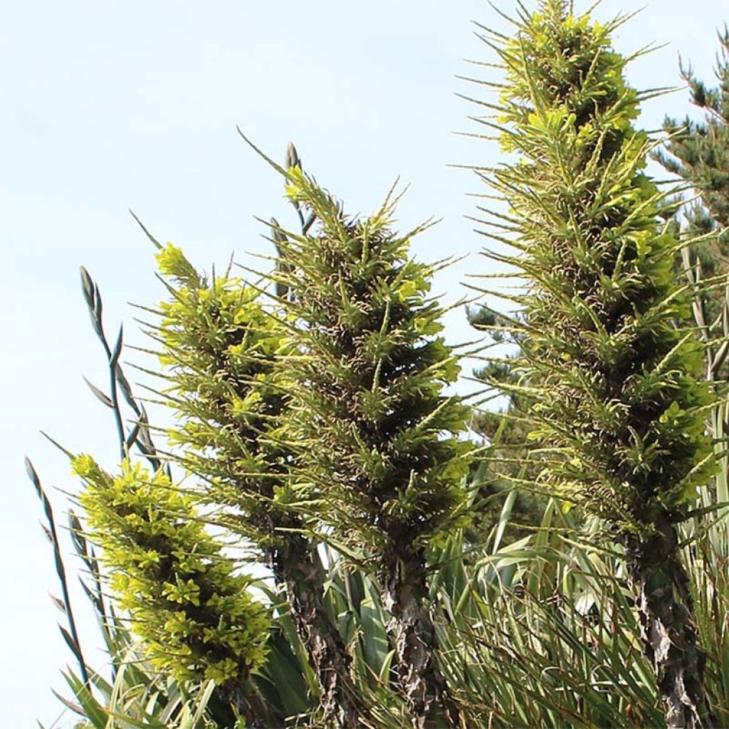 Puya chilensis - Chagual