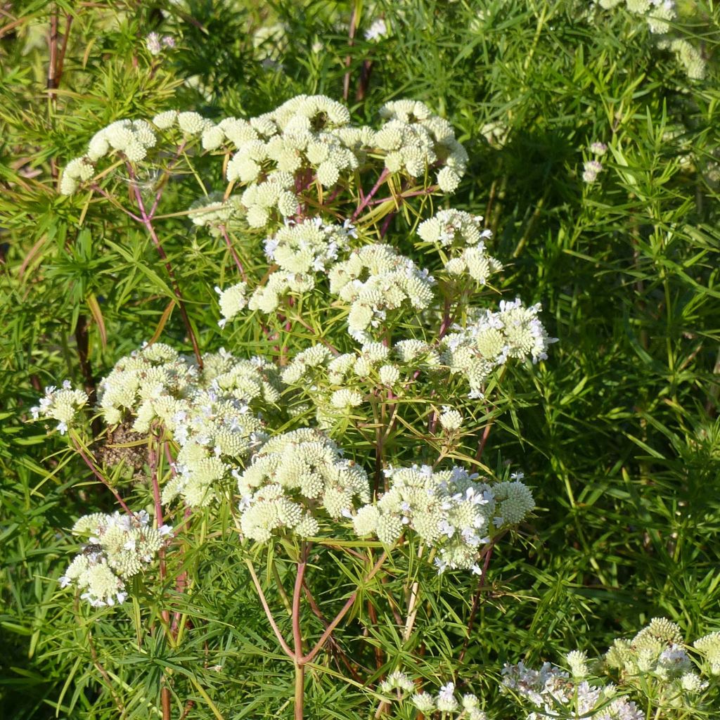 Pycnanthemum flexuosum - Menthe des montagnes