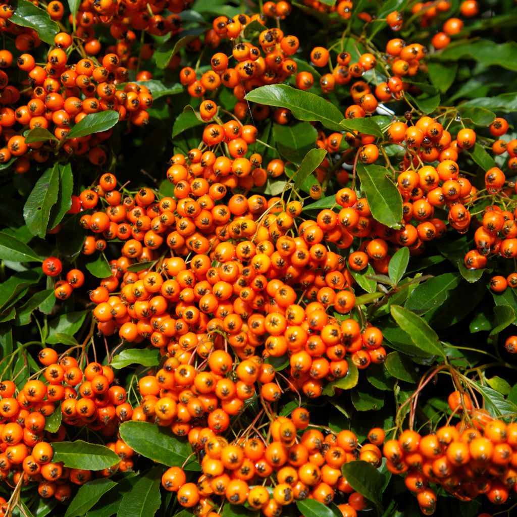 Pyracantha Orange Glow - Buisson ardent 