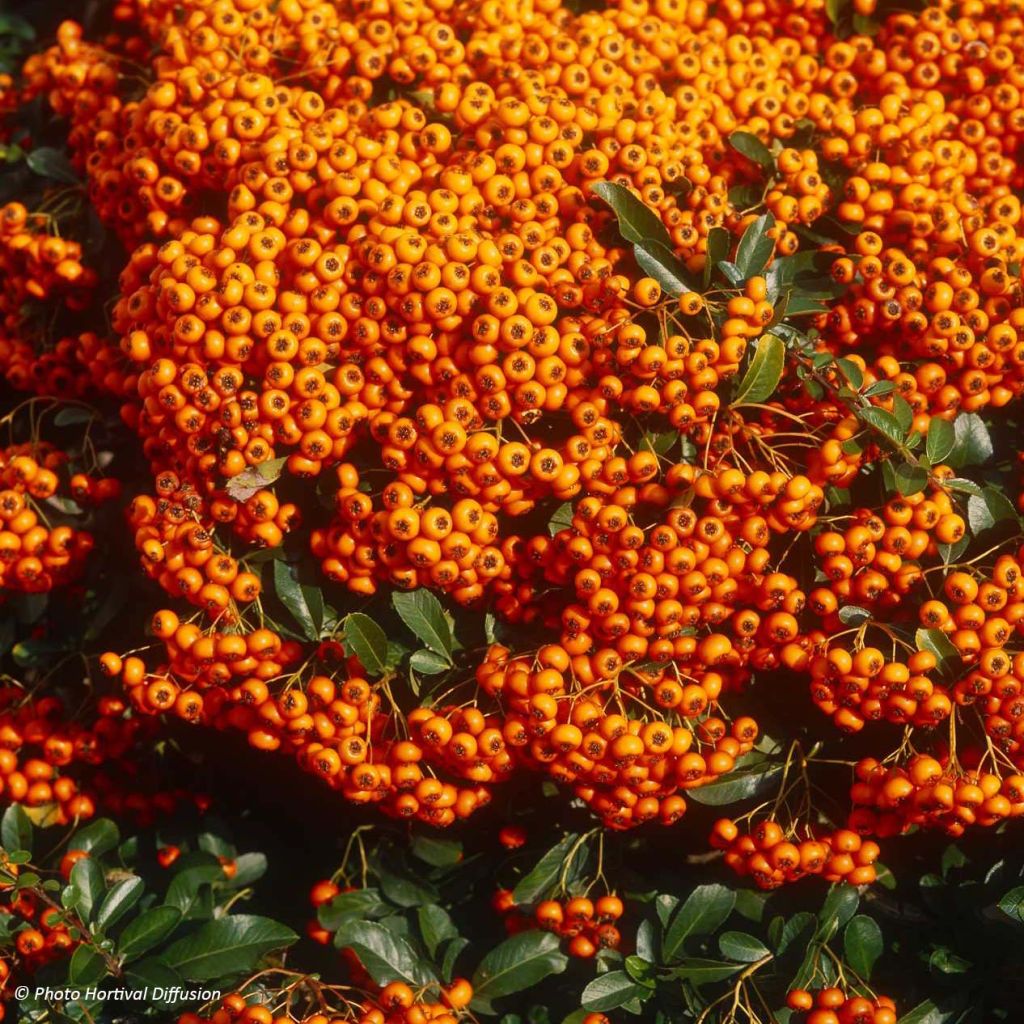 Pyracantha SAPHYR Orange - Buisson ardent.