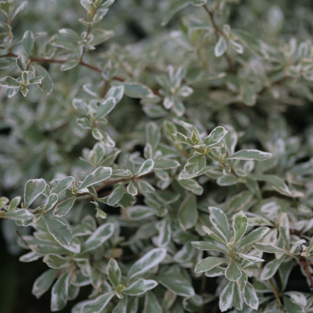 Pyracantha Sparkler - Buisson ardent panaché