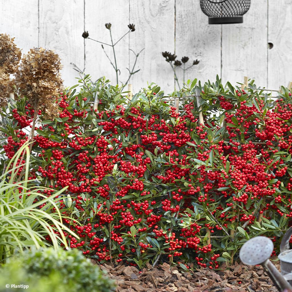 Pyracantha coccinea Red Star - Buisson ardent