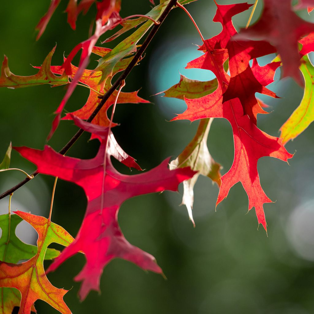 Quercus palustris Betty Jean - Pin Oak