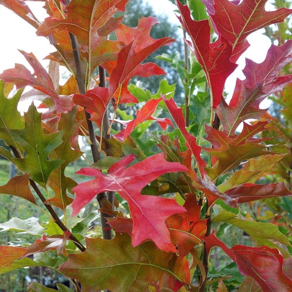 Quercus palustris Green Pillar - Pin Oak