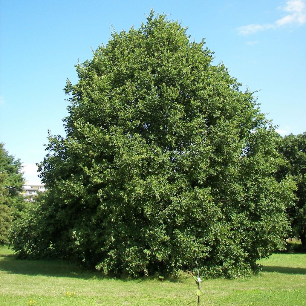 Quercus petraea 