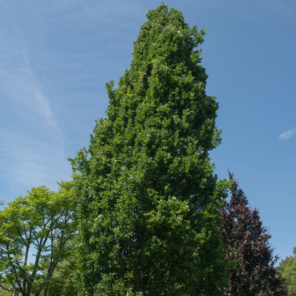 Quercus robur Fastigiata Koster - Chêne pédonculé fastigié