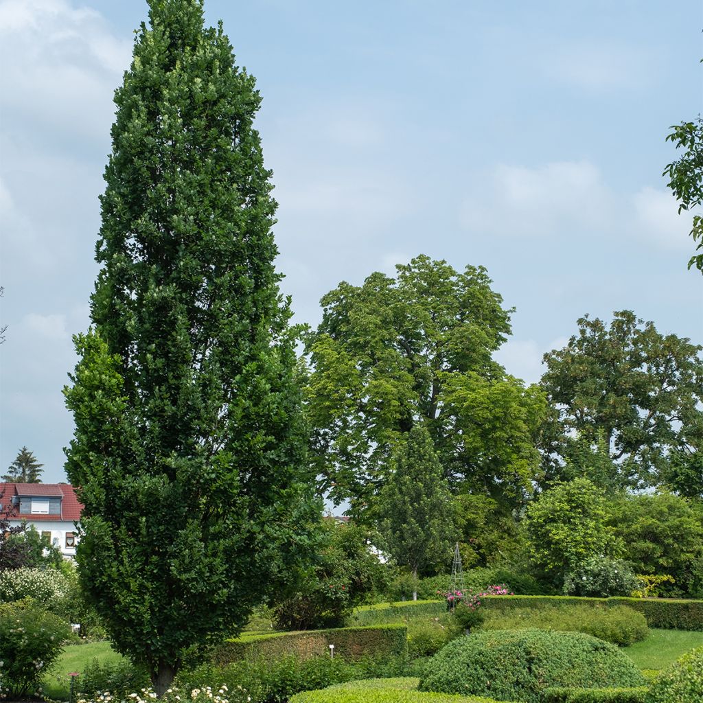 Quercus robur Fastigiata Koster - Chêne pédonculé fastigié