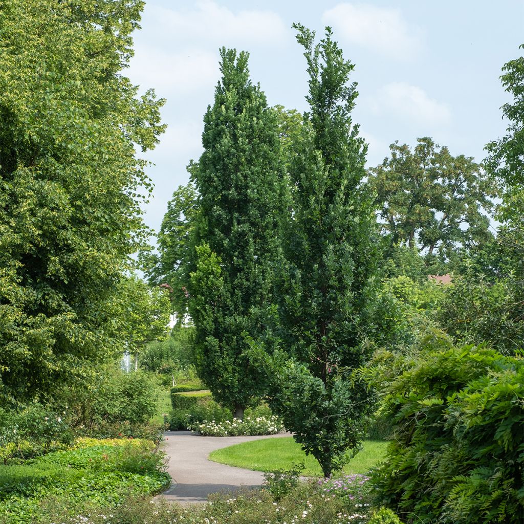 Quercus robur Fastigiata Koster