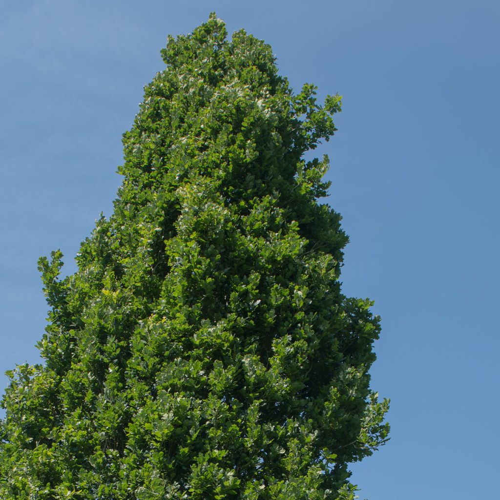 Quercus robur Fastigiata Koster