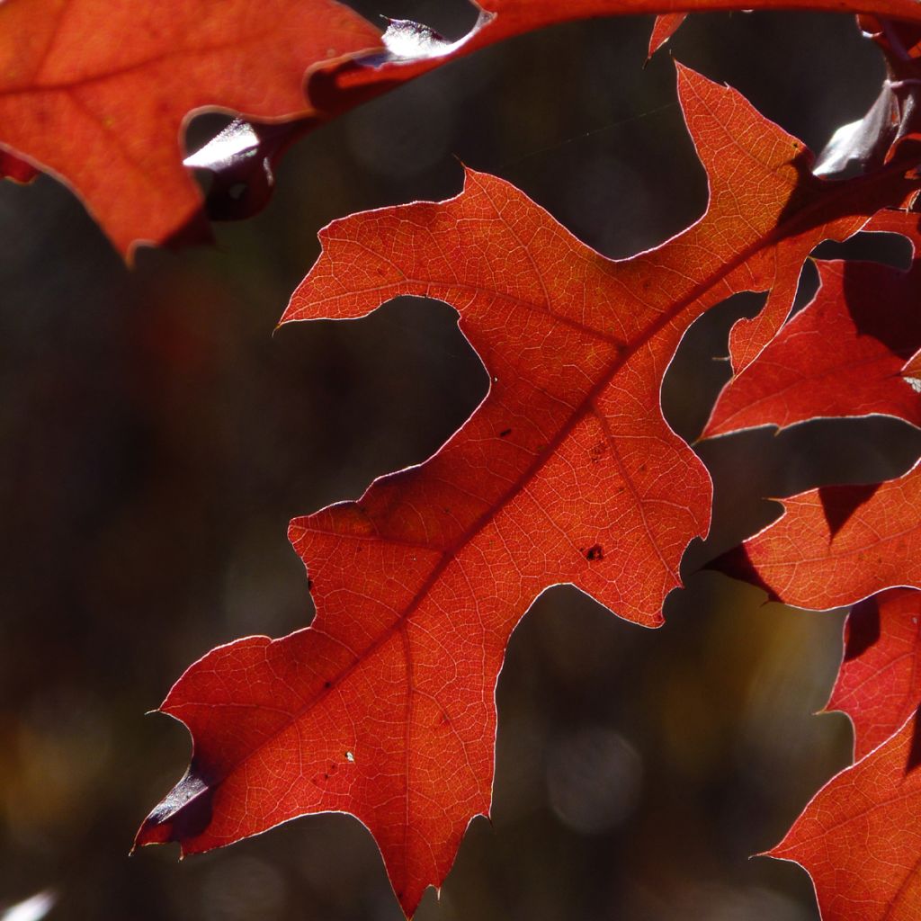 Quercus rubra - Chêne rouge d'Amérique