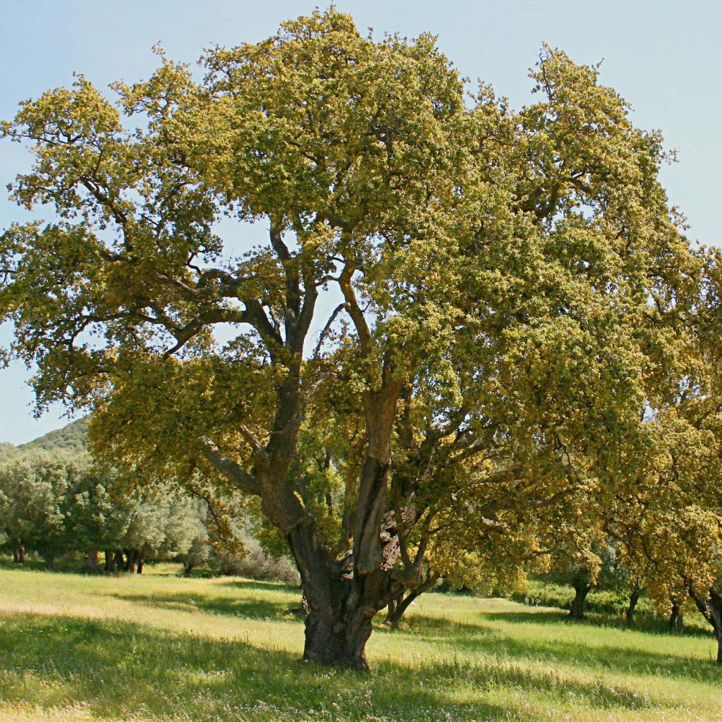 Quercus suber 