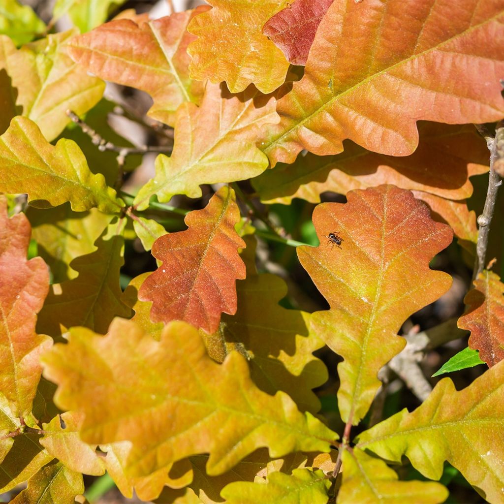 Quercus (x) warei Windcandle - Chêne hybride