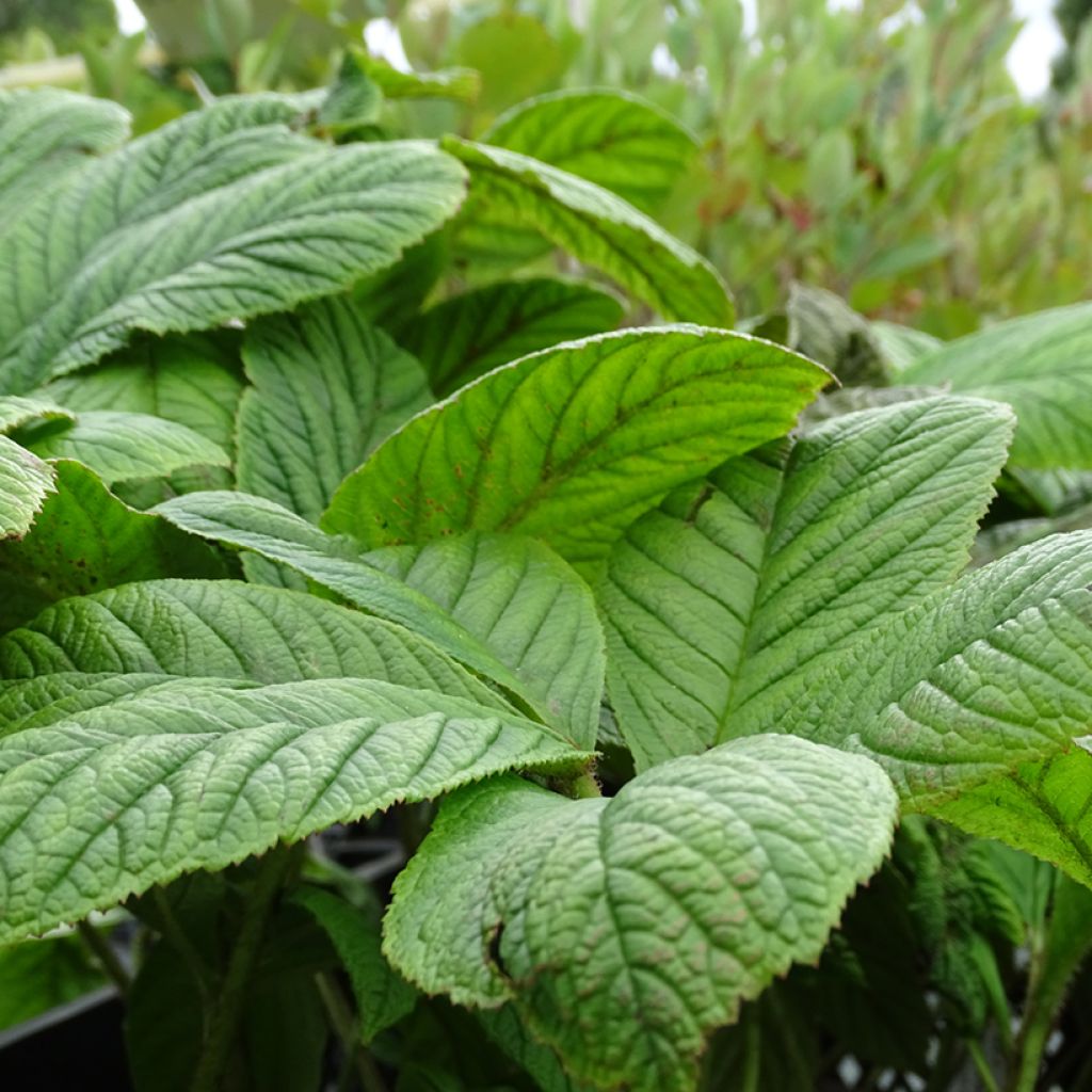 Rodgersia La Blanche - Rodgersia La Blanche