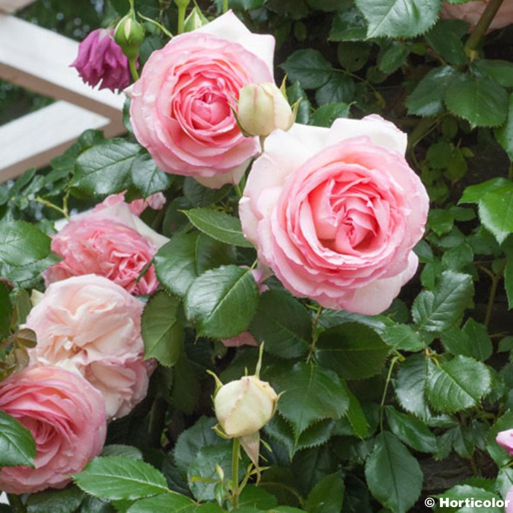 Rosa  Pierre de Ronsard - Climbing Rose