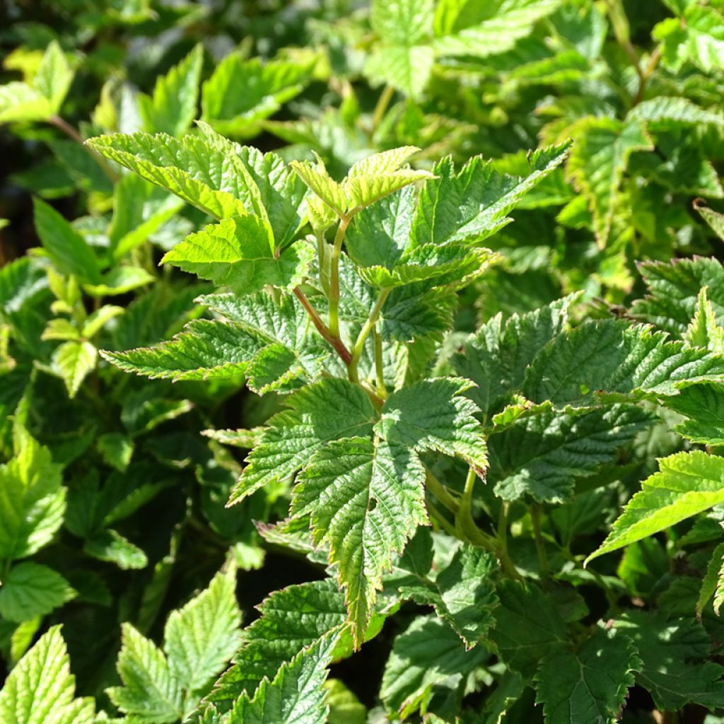 Rubus spectabilis Olympic Double (Flore Pleno) - Ronce d'ornement