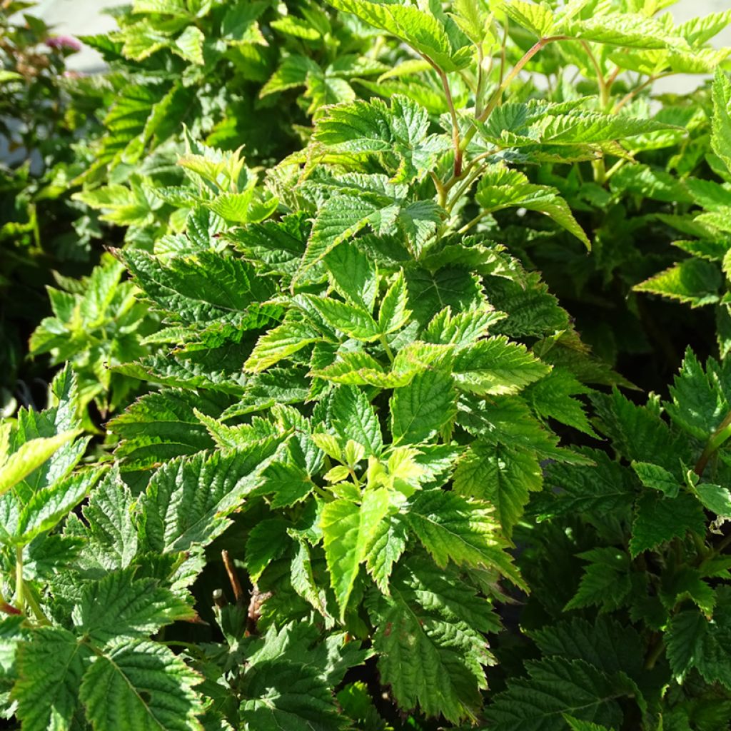 Rubus spectabilis Olympic Double (Flore Pleno) - Ronce d'ornement