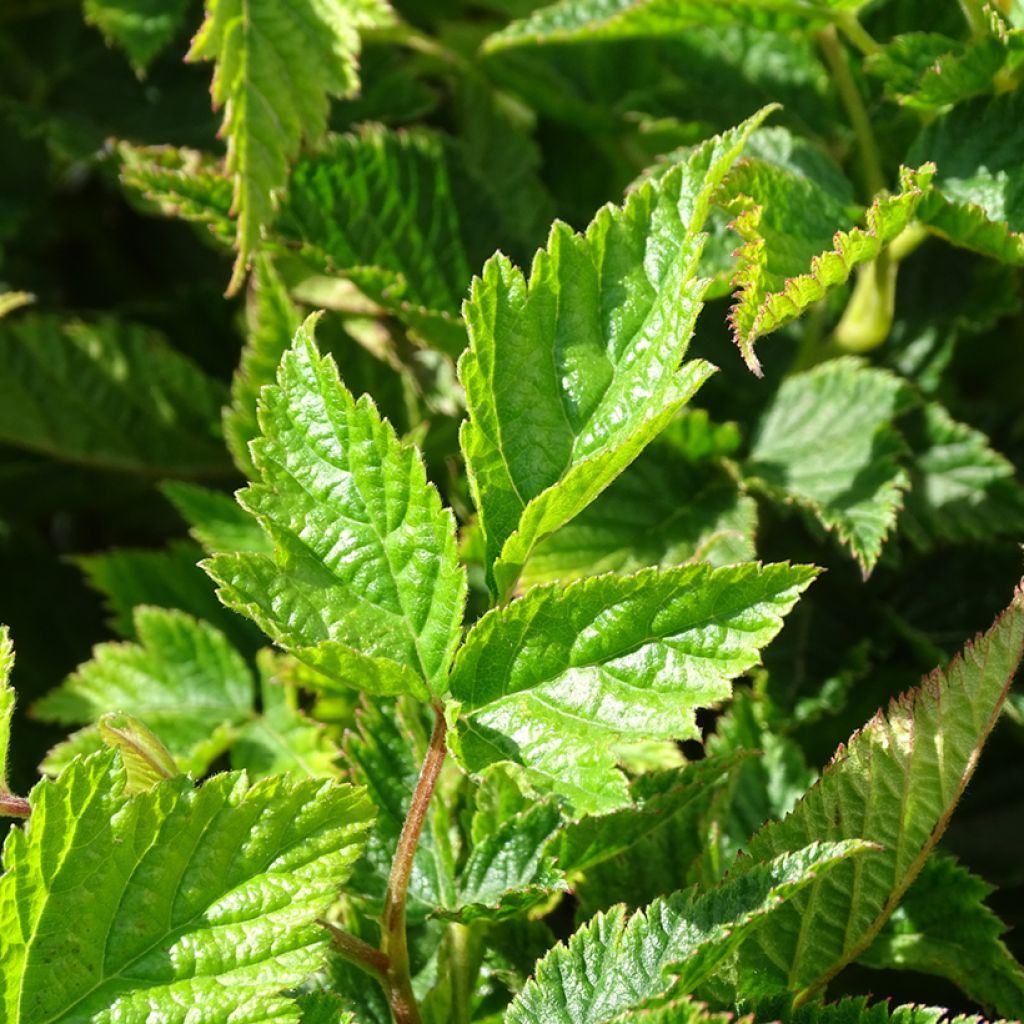 Rubus spectabilis Olympic Double (Flore Pleno) - Ronce d'ornement