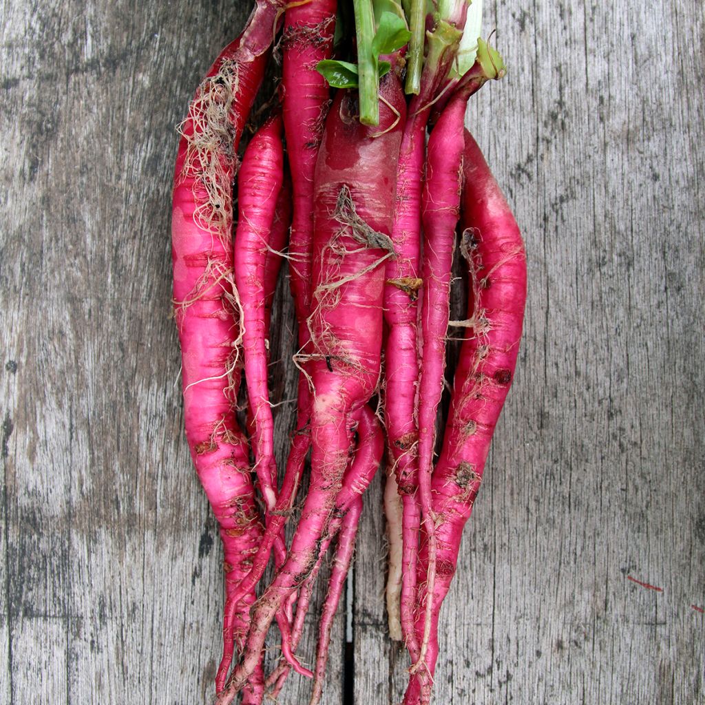 Candela di Fuoco' Radish