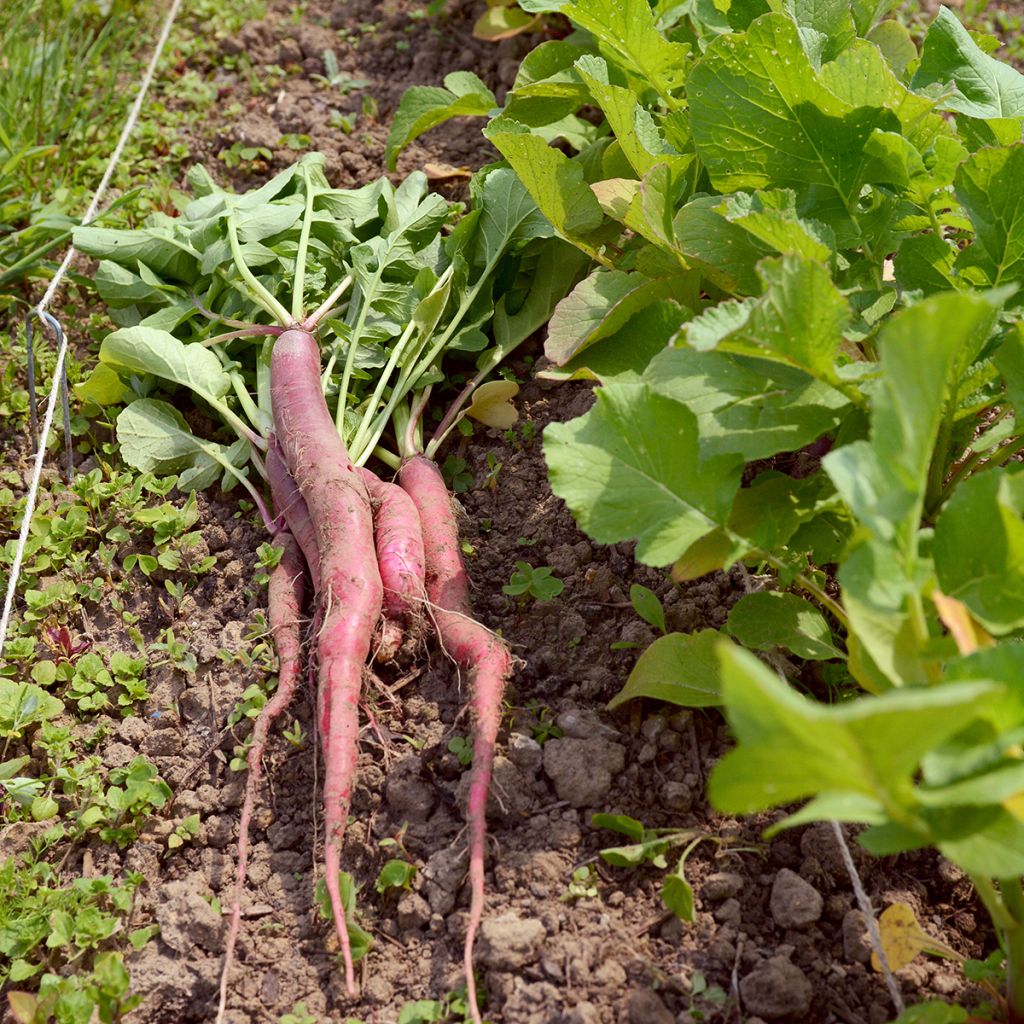 Candela di Fuoco' Radish