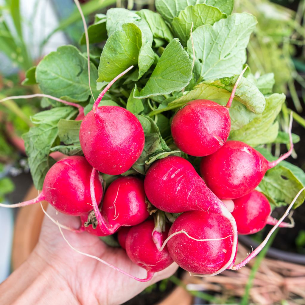 Radish Cerise