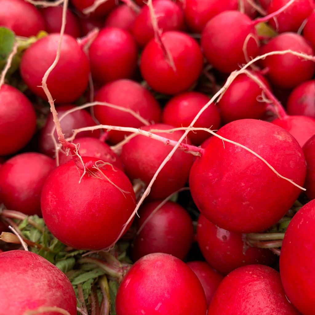 Radish Cerise